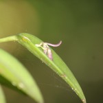 Micro orquídea
