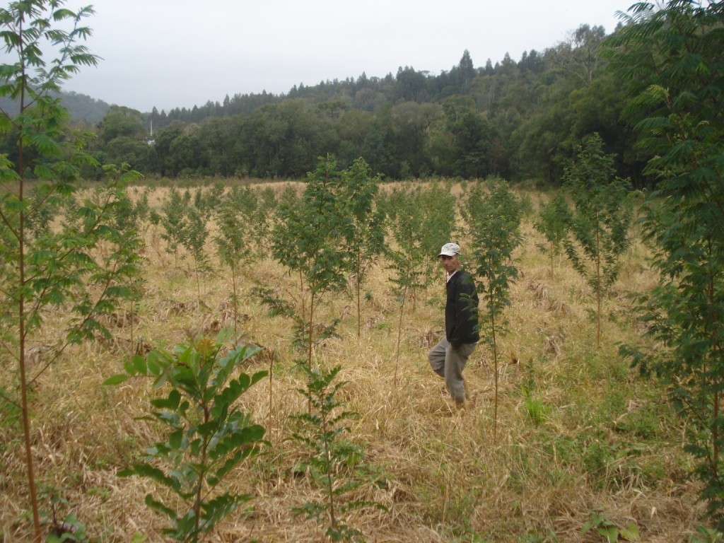 42 Plantio em junho de 2010 (1)