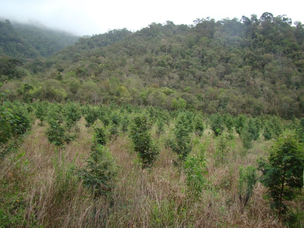 45 - Plantio em setembro de 2010 (1)