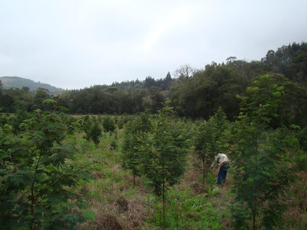 45 - Plantio em setembro de 2010 (2)