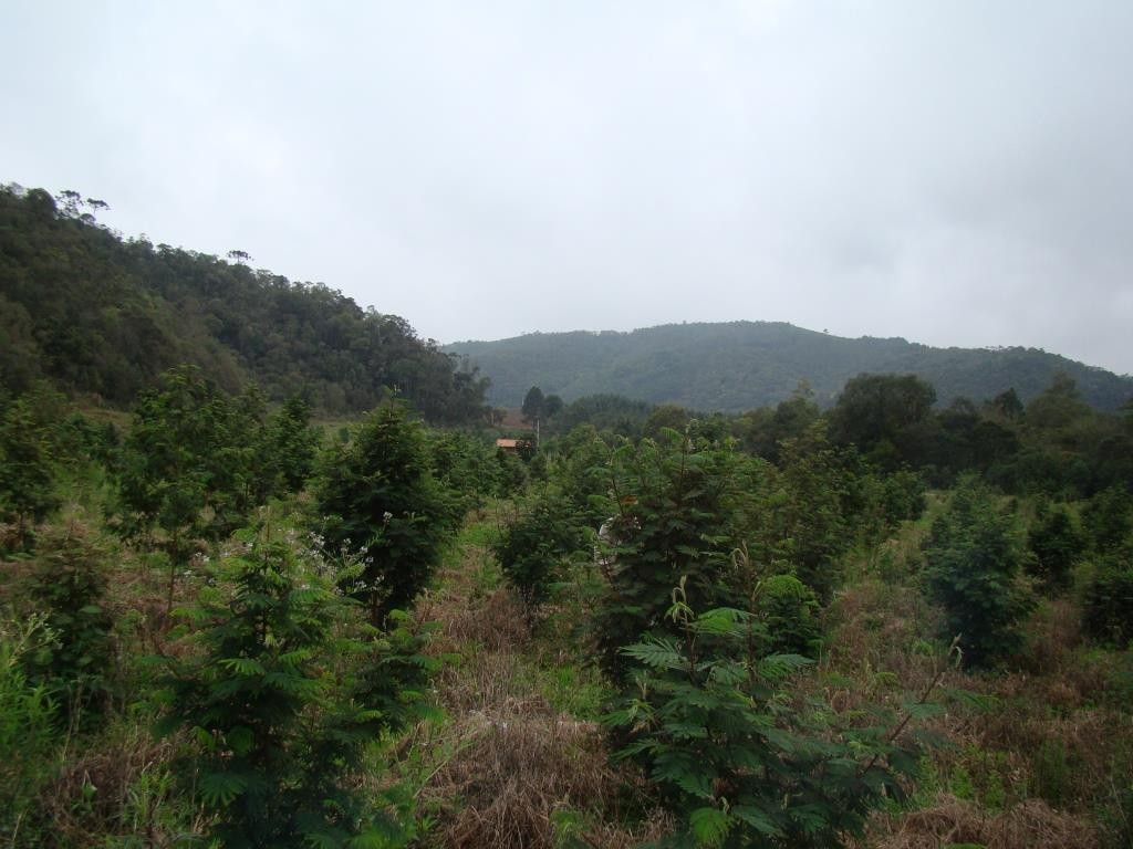 45 - Plantio em setembro de 2010 (3)