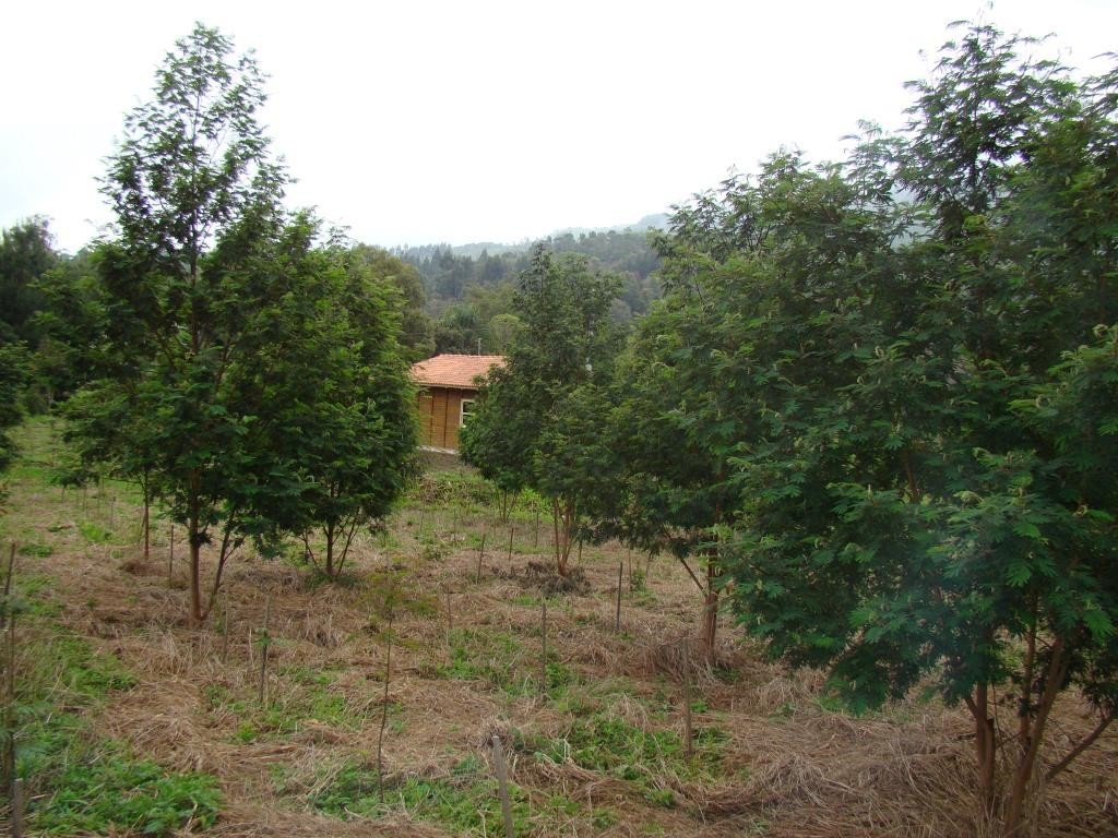 45 - Plantio em setembro de 2010 (4)