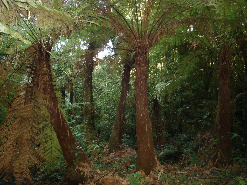 RPPN Serra do Lucindo 4