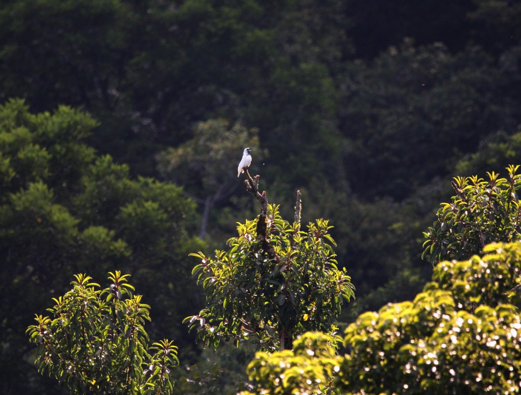 Reserva Araponga